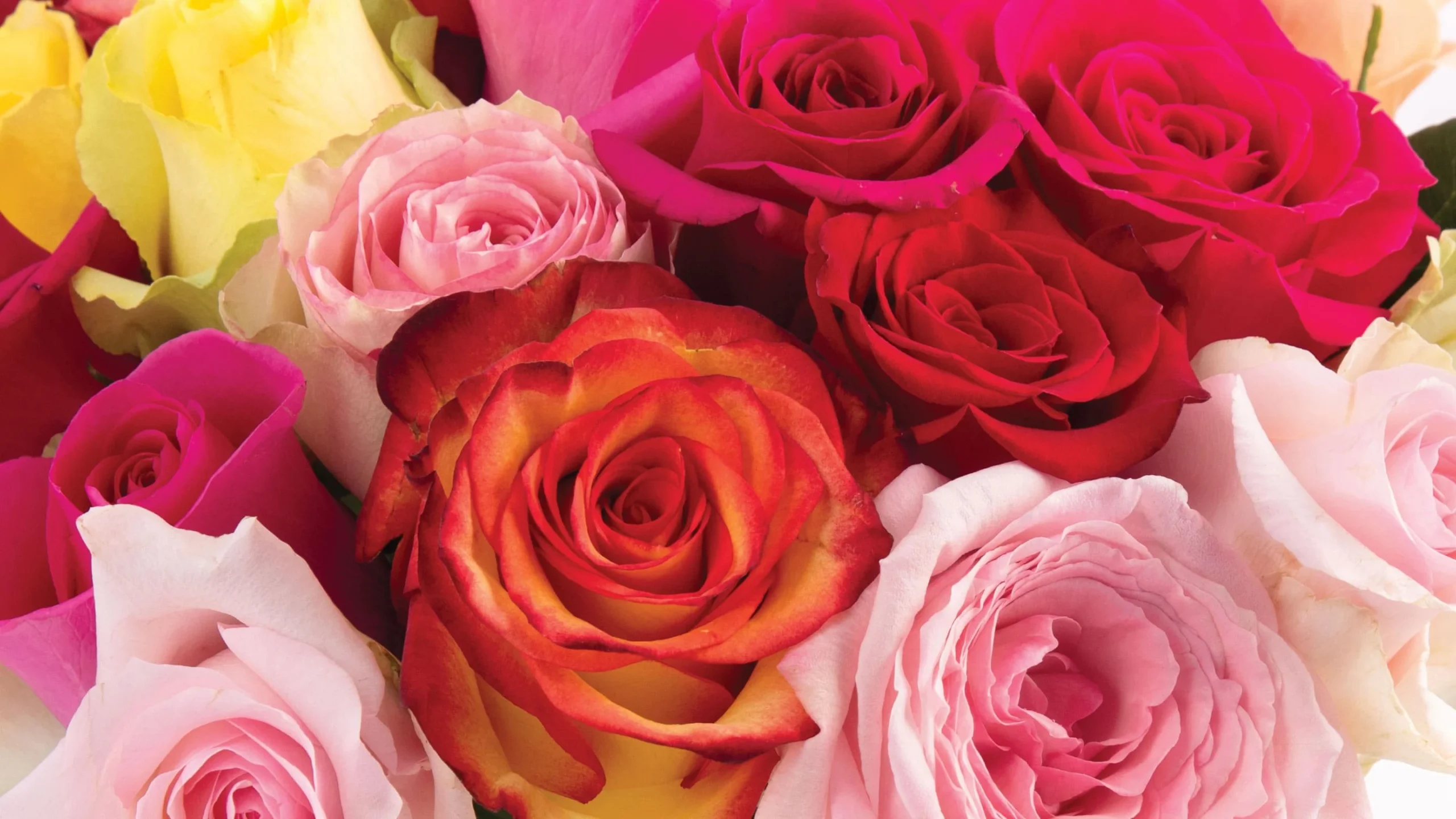 Pure Botanica -Pure Botanica background roses min scaled